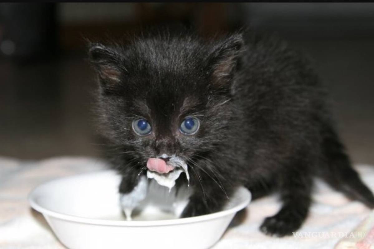 ¿Los gatos toman leche?