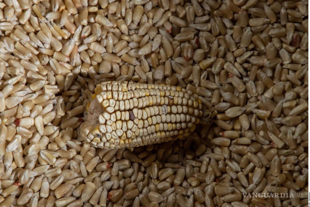 Afirma Sheinbaum que corregirán iniciativa de maíz transgénico