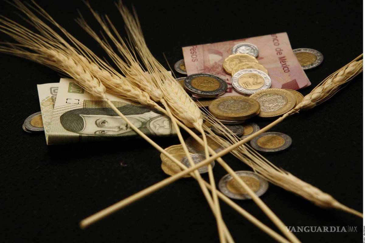 Cae la siembra de trigo en 47% por falta de apoyos y carencia de agua