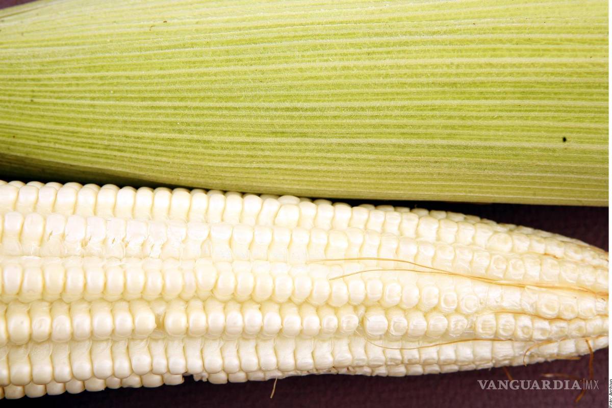 Pese acuerdos del Gobierno de Sheinbaum, mayoría de productores de maíz quedarían fuera