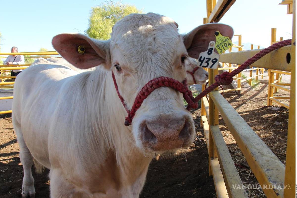 Por gusano barrenador, ganaderos padecen de altos costos en NL