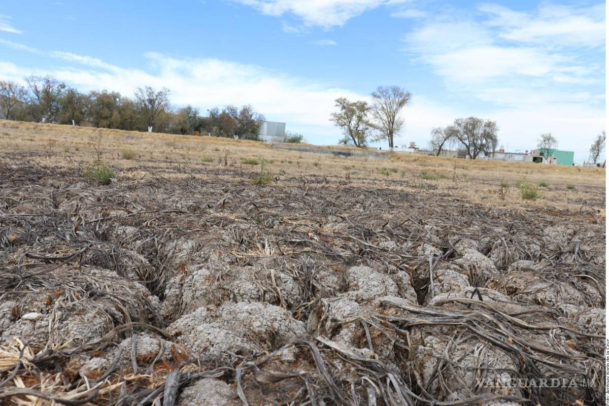 Empeora la sequía; sólo se podrán producir el 50% de los alimentos requeridos
