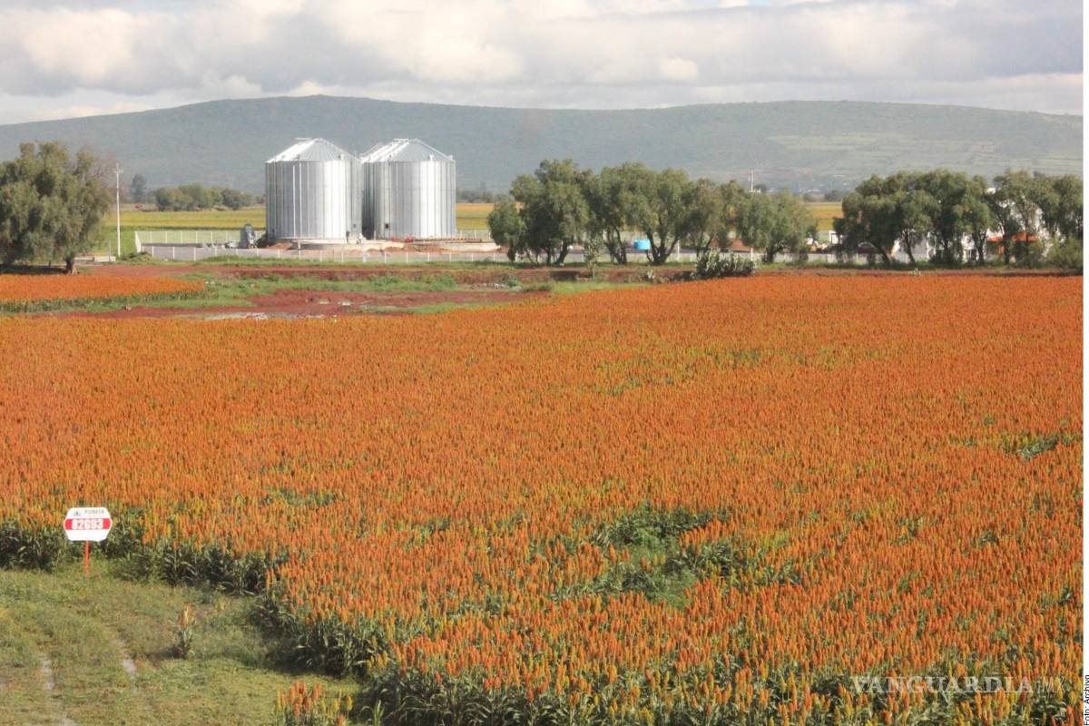 Durante el Gobierno de AMLO, dan tijeretazo de 50% a programas del agro