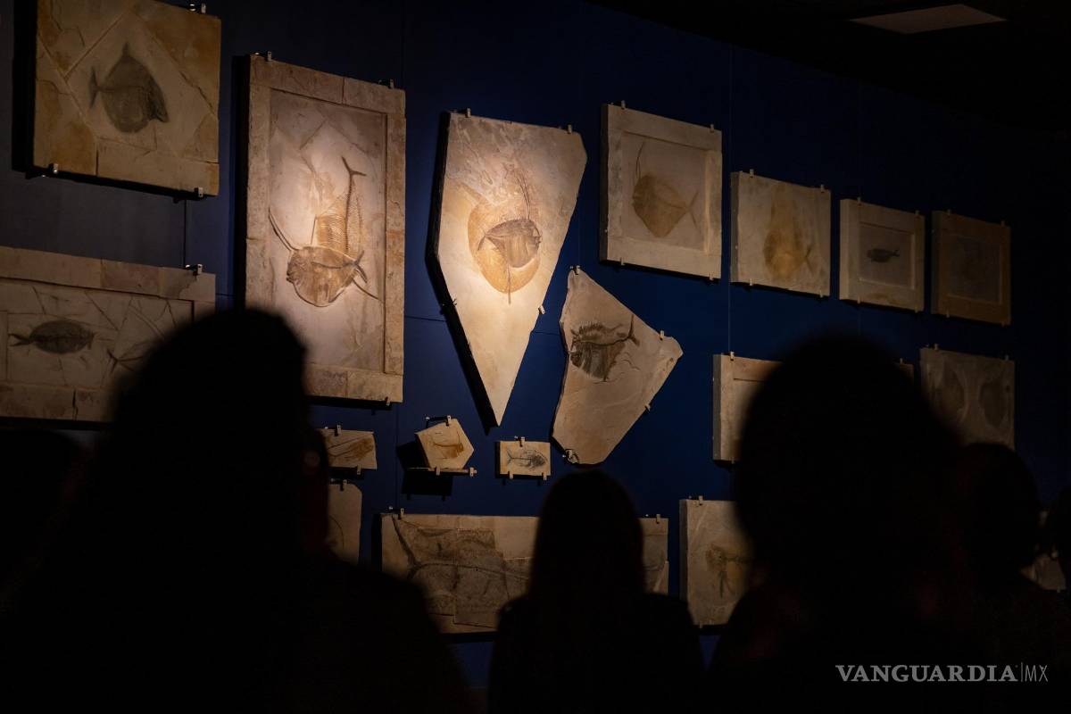 ¿Ya conoce los fósiles norteños? Reviven el pasado prehistórico de Nuevo León en el Museo del Noroeste