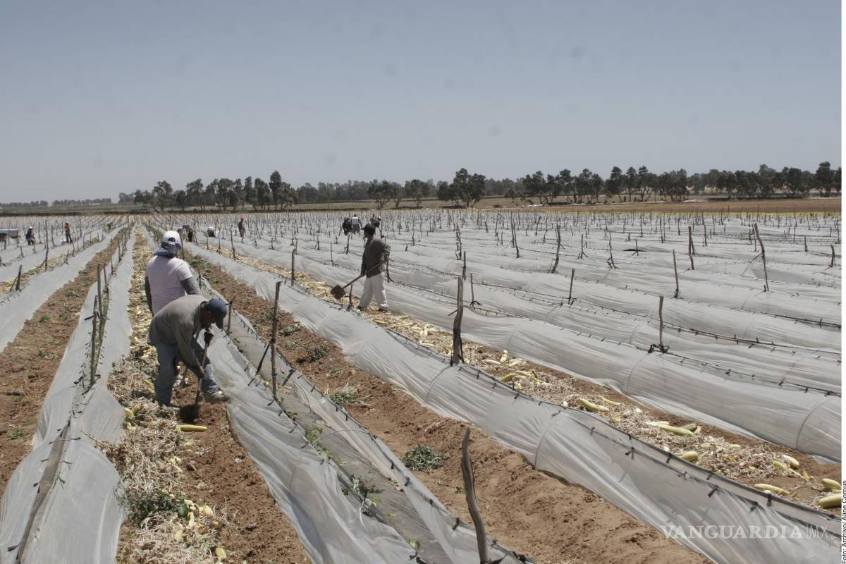 Urge a EU reponer pérdida de 155 mil jornaleros tras redadas de Trump