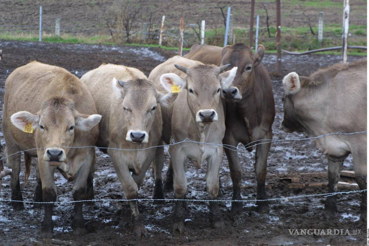 Costaría a México 120 dólares por becerro sello 'Product of USA'