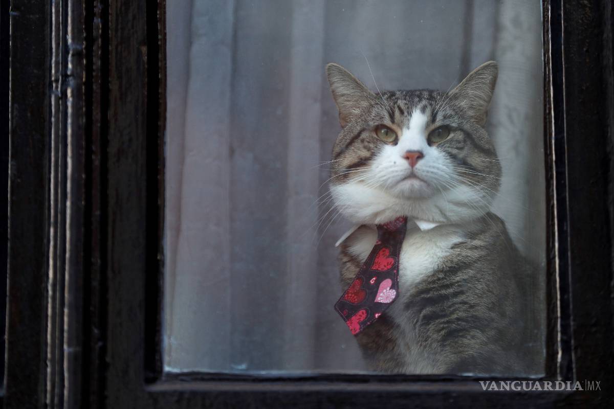 &quot;El gato de Assange se salvó”, dice abogado que la mascota del fundador de Wikileaks fue retirado de la sede diplomática