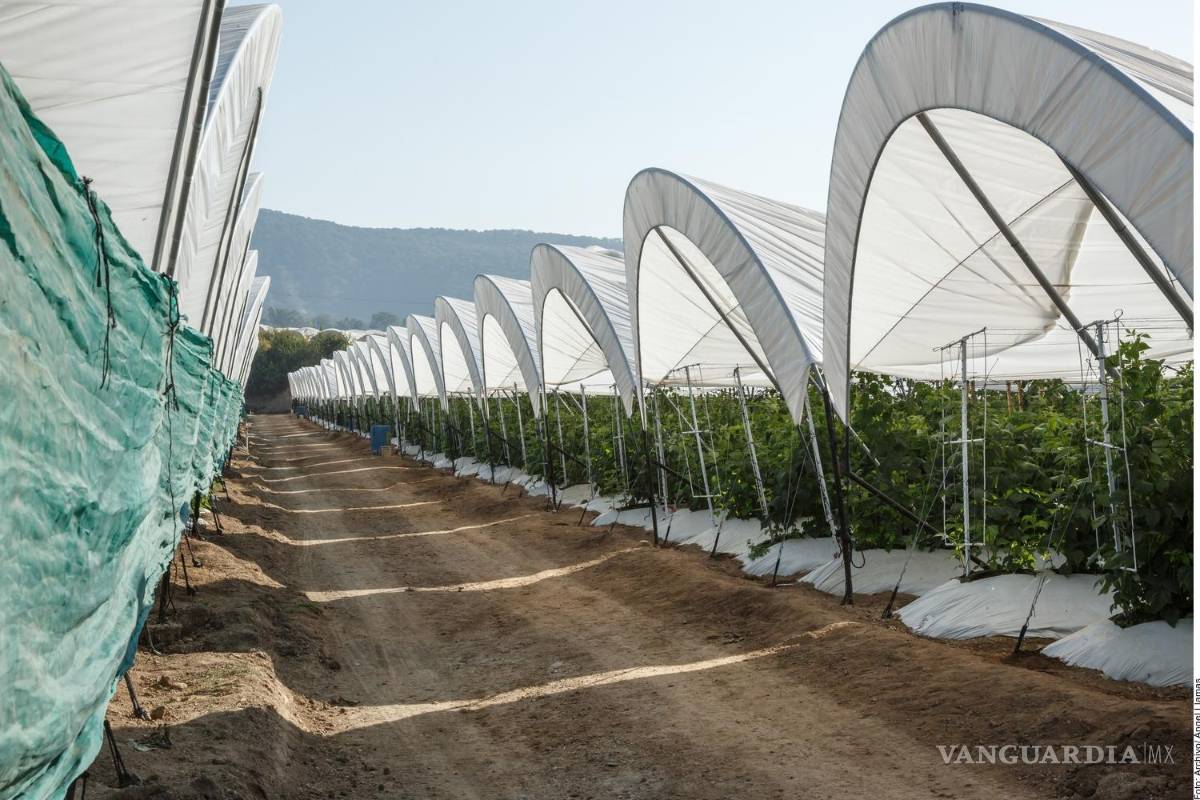 Pegan aranceles de Trump a agroexportación