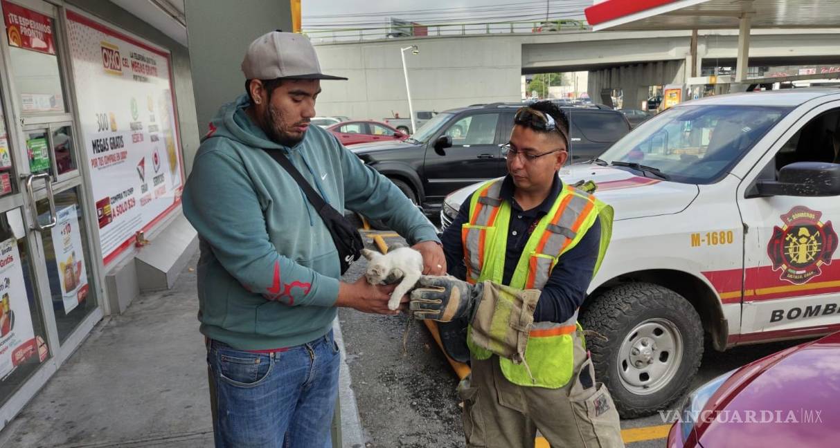 Saltillo: Rescatan a gato atrapado en motor de un auto; conductor lo adopta tras el susto