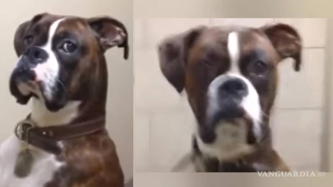 VIRAL: Perro se enfada con su dueño por llevarlo al veterinario (VIDEO)