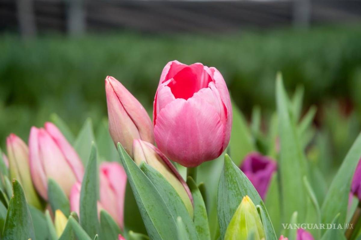 Listos productores nacionales para atender demanda de flores por 14 de febrero
