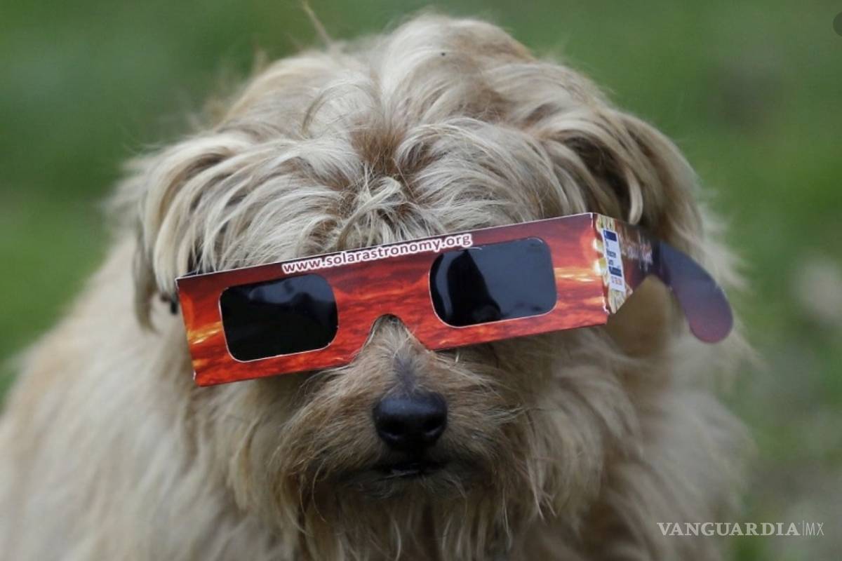 ¿Cómo reaccionan los animales a los eclipses solares?