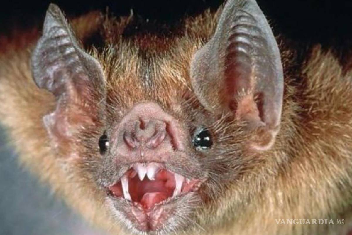 Sin rabia en humanos en Piedras Negras desde hace años, afirma jefe de Jurisdicción Sanitaria Número 1