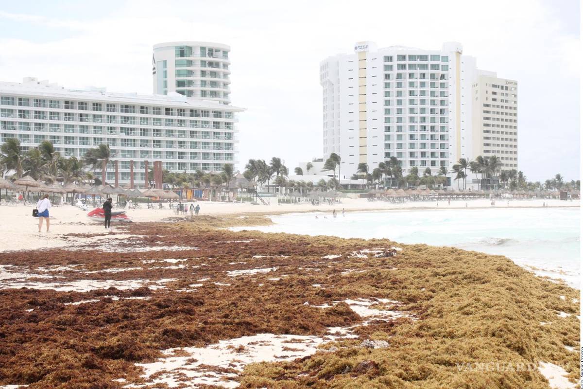 Fracasa estrategia contra el sargazo a las playas de Quintana Roo
