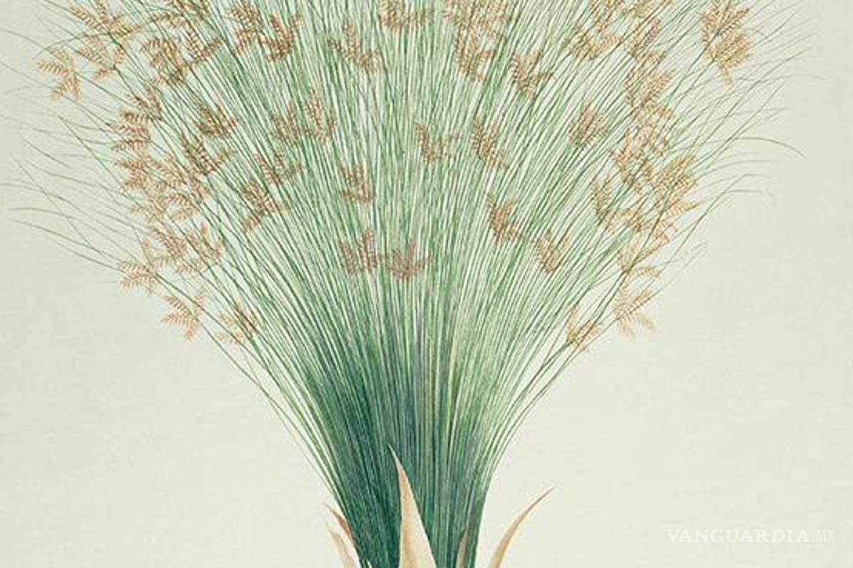 El infinito en un junco