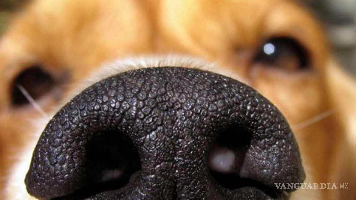 Una razón más para amar a tu perro: Puede detectar el cáncer gracias al super olfato que posee