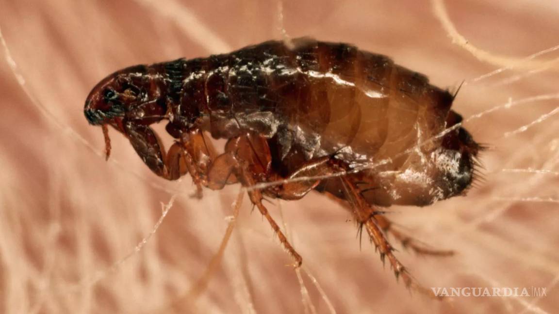 $!¿Qué es la rickettsiosis?... estos son los insectos que transmiten esta rara enfermedad