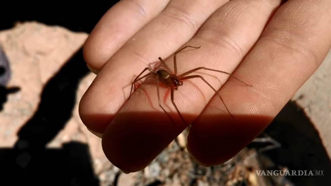 $!Muere bebé por picadura de araña violinista en Nayarit