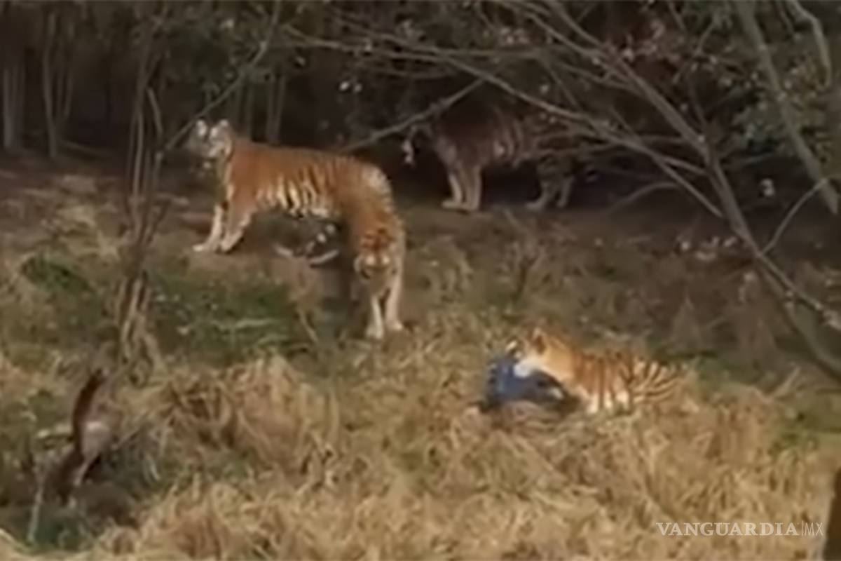 Tigre mata a turista que intentó entrar gratis a un zoológico de China