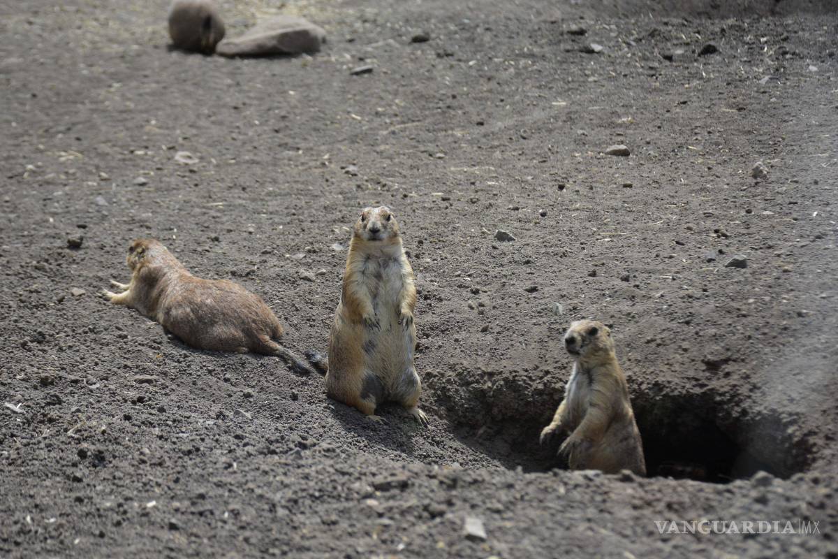 Nacen 10 perritos llaneros en Museo del Desierto de Saltillo