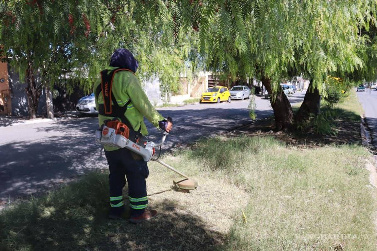 $!Cuadrillas limpian y deshierban el camellón central del bulevar Morelos, promoviendo espacios públicos seguros y agradables.
