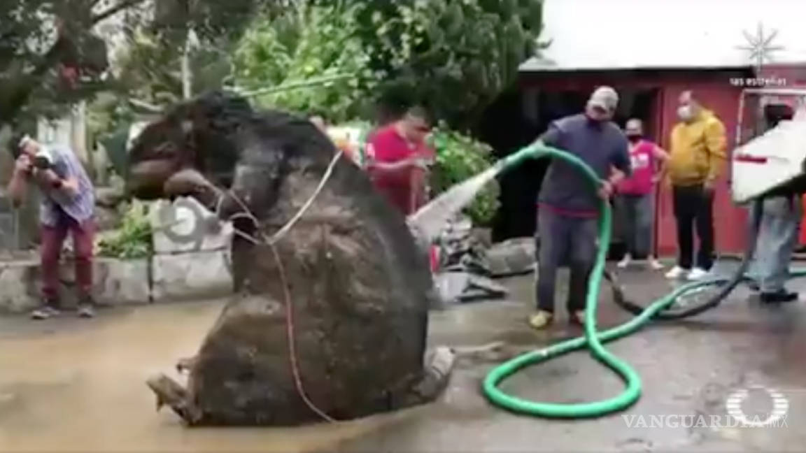 Rata gigante ‘sale’ entre 20 toneladas de basura en CDMX
