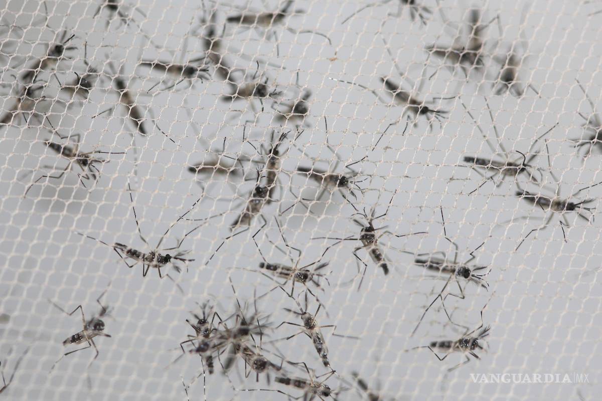 EU enviará a Colombia una delegación científica que investigue el zika