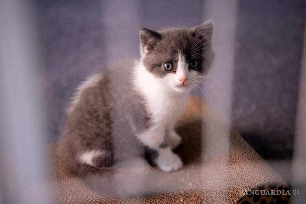 China logró clonar un gato; avance científico podría llevar a clonar otros animales, como los pandas