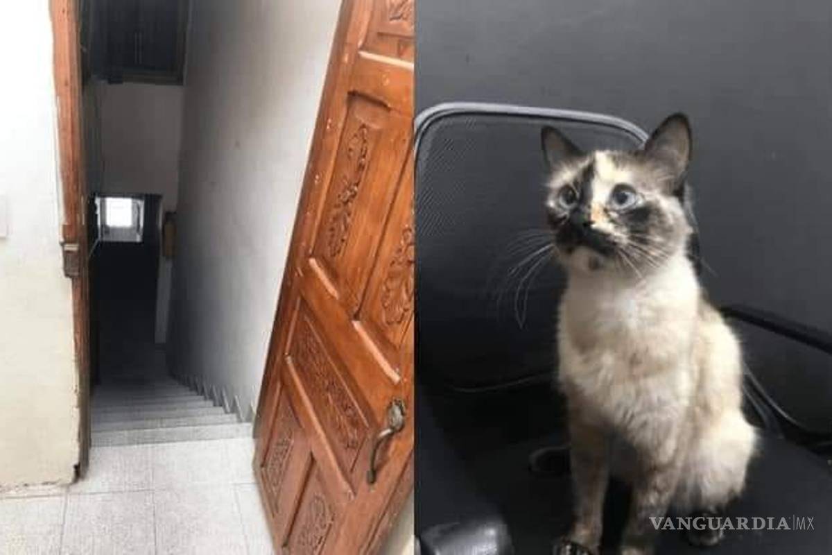 De forma increíble, un gato adoptado salvó la vida a un bebé