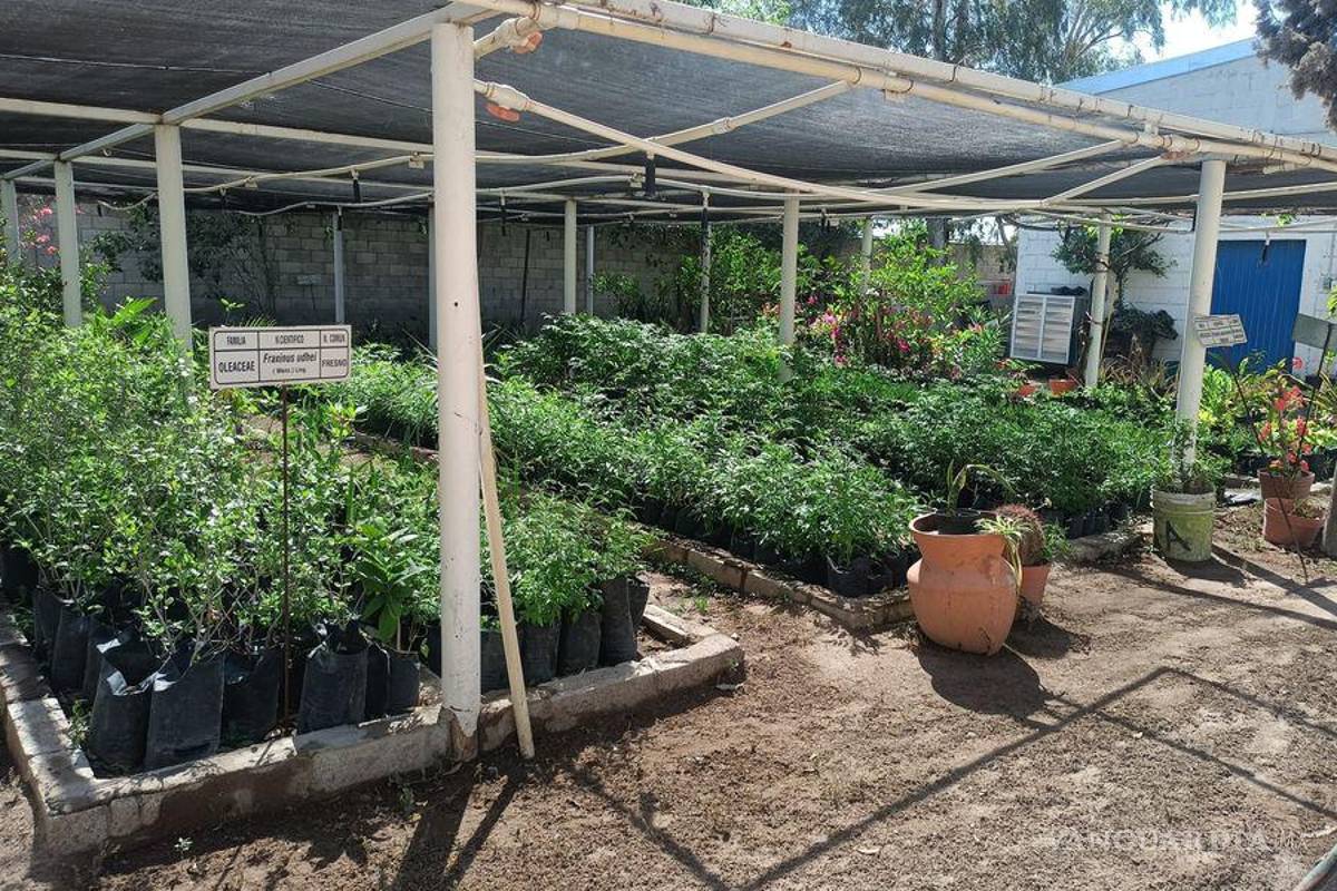 ¿Quiere árboles o plantas gratis? Vivero de Torreón está en la etapa de donación