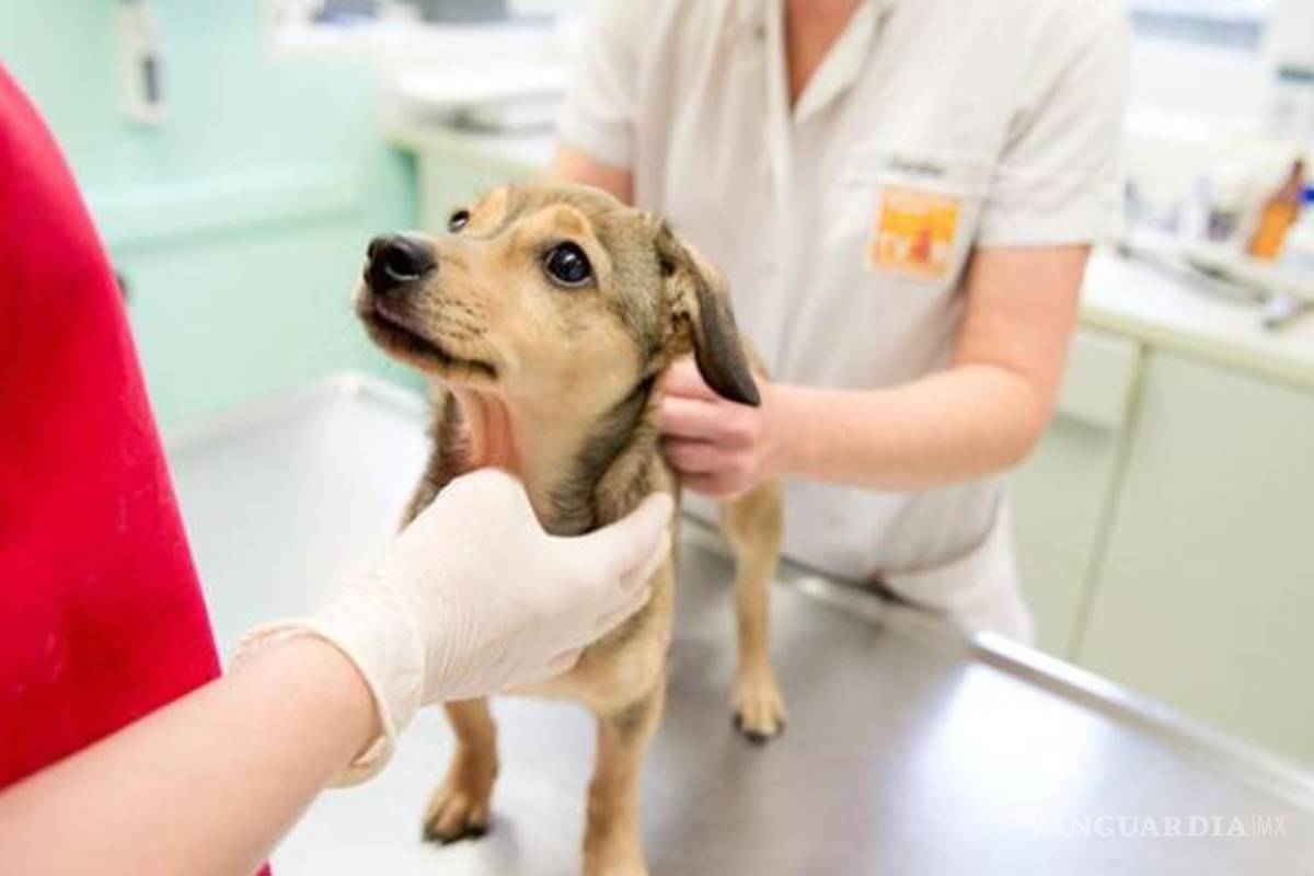 En Saltillo, esterilización de mascotas a bajo costo