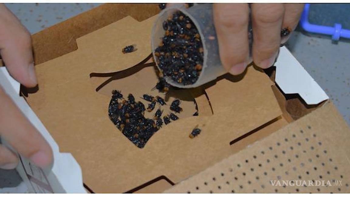 $!La Unión Ganadera Regional de Coahuila trabaja junto con el gobierno estatal para contribuir activamente en la solución del problema fitosanitario que preocupa a ambos países.