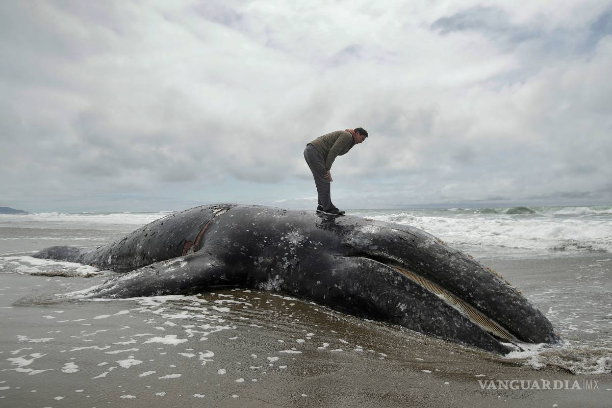 Ballenas muertas colapsan las playas de EU