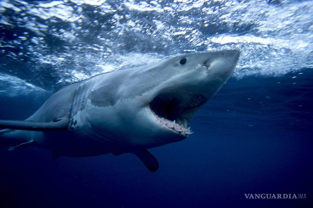 Reportan que dos personas fueron mordidas por tiburones en Carolina del Sur