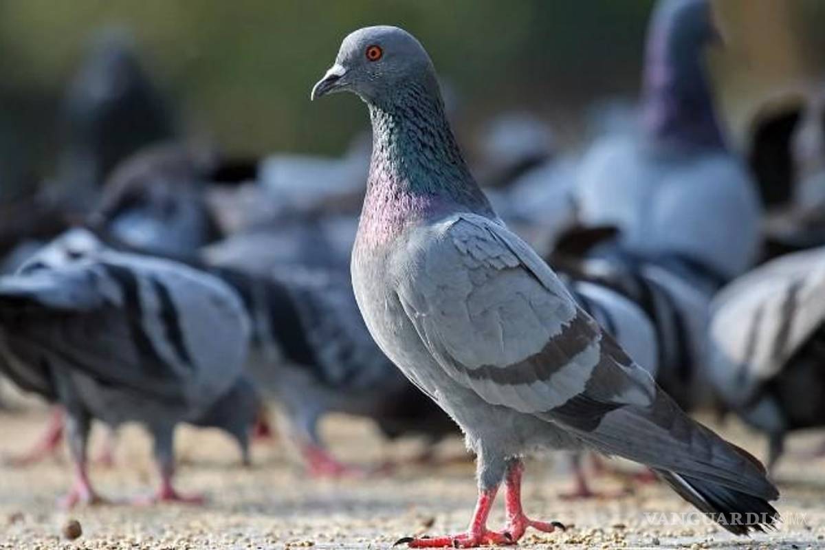 Saltillo implementará monitoreo de palomas para prevenir riesgos de salud