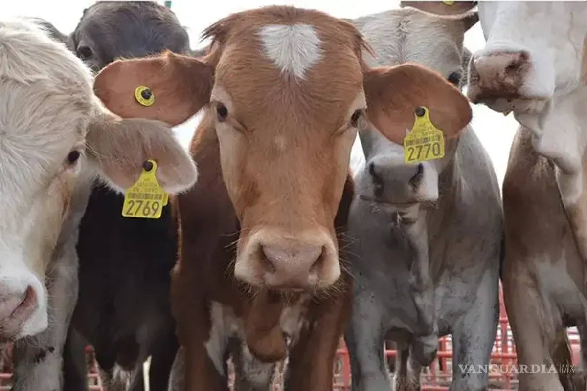 México y EU anuncian acuerdo sobre brote de gusano barrenador en el ganado