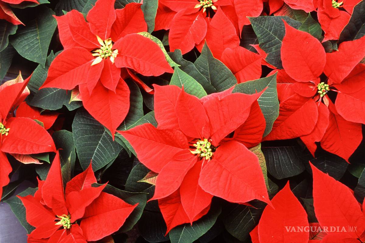 Se piratean la Nochebuena