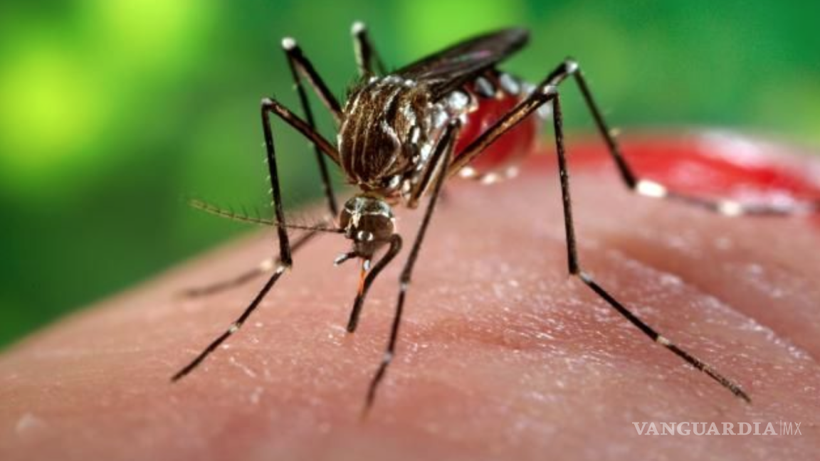 Se inicia hoy la segunda jornada contra zika, dengue y chikungunya