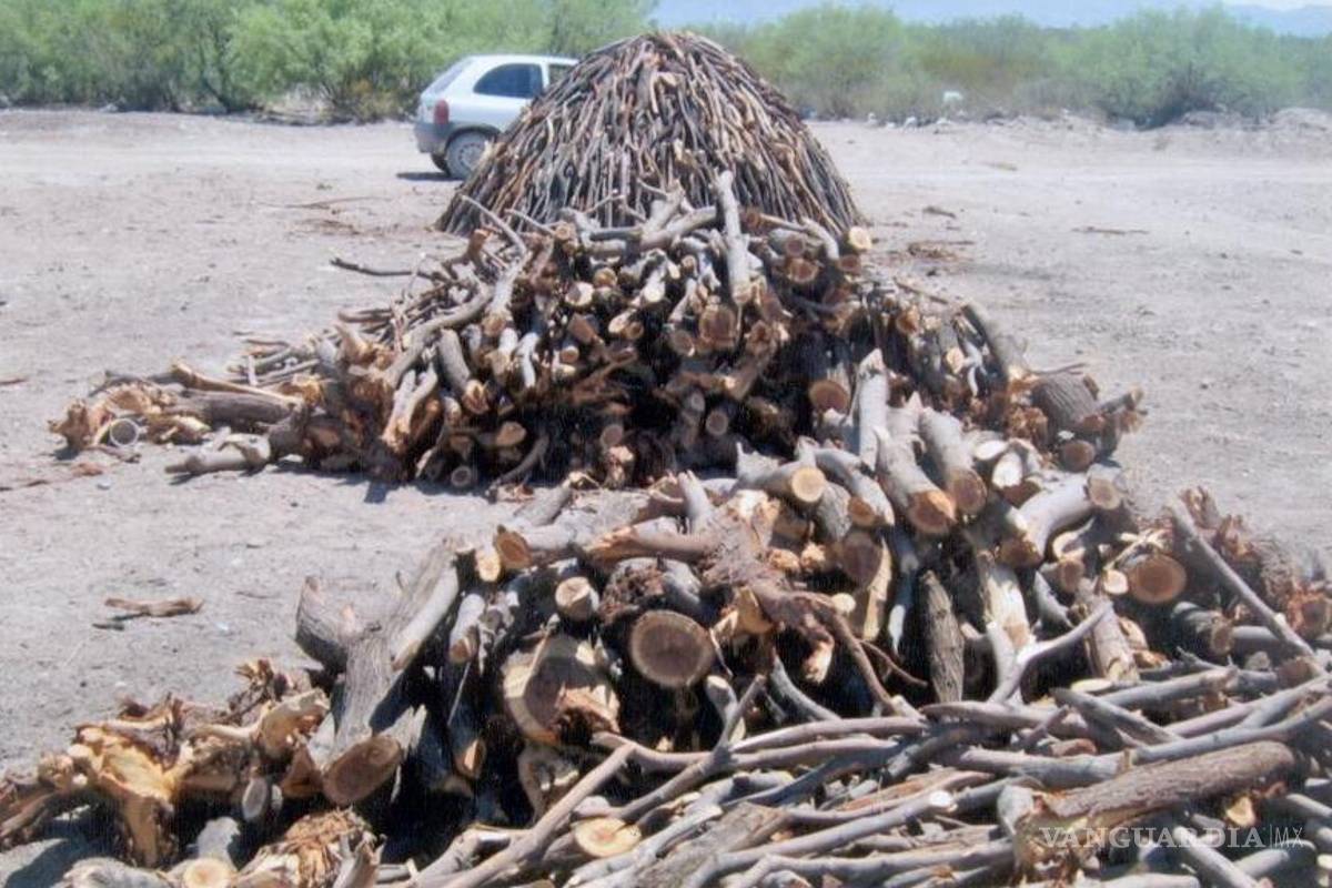 Tala de Mezquite para leña, actividad ilegal que predomina en Coahuila