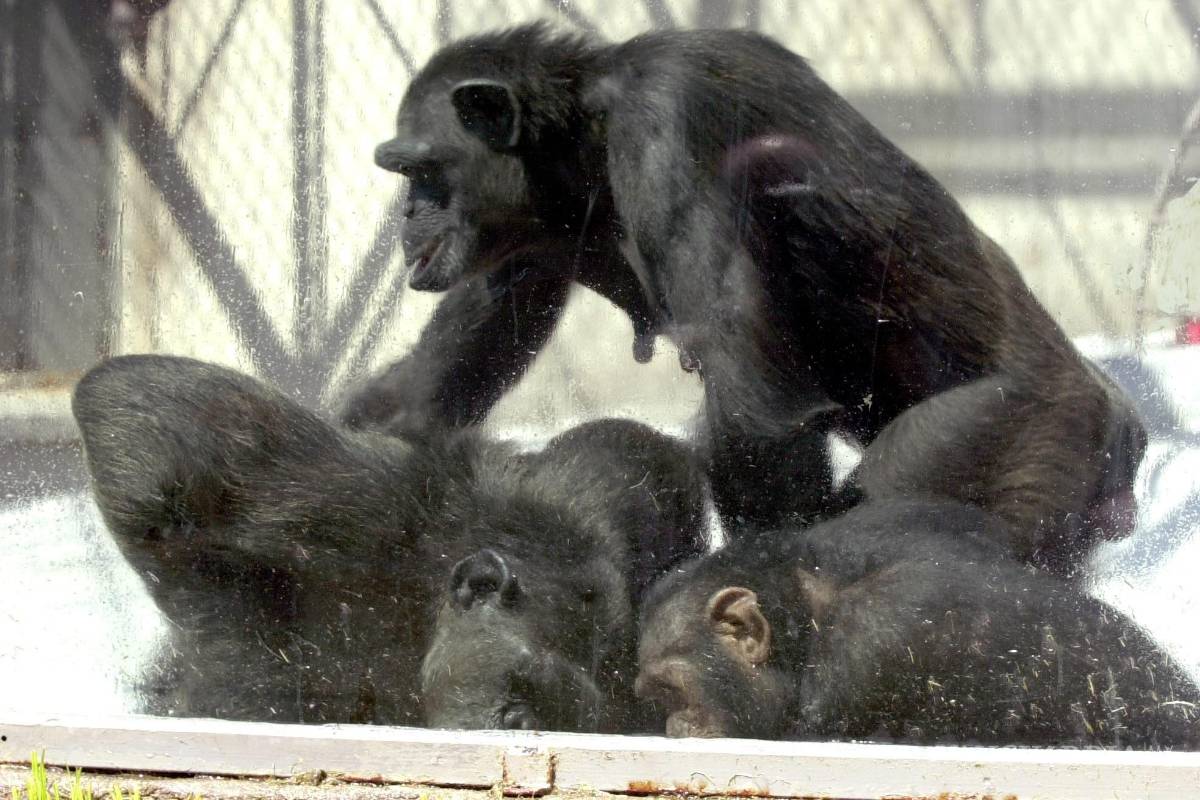 $!Un grupo de chimpancés se bañan en un zoológico. El chimpancé está considerado como uno de los animales en extinción. EFE/Ramón Castro