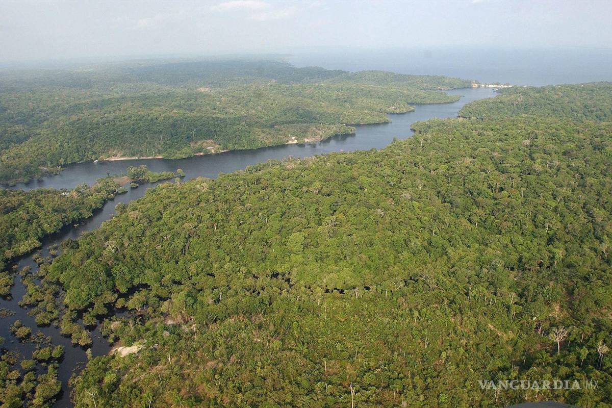 Prometieron empresas salvar los bosques, ¿lo cumplieron?