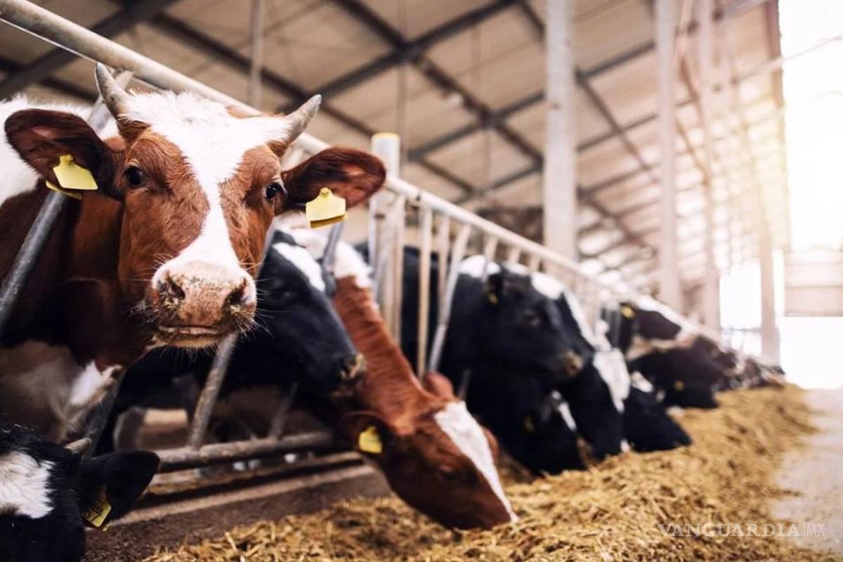Compran hasta 40% más barato ganado en México