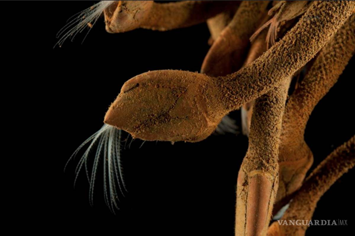 Las nuevas criaturas marinas halladas a 2.800 metros de profundidad