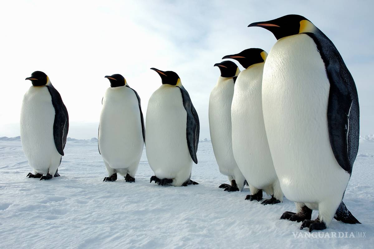 Los pingüinos vivieron en la era de los dinosaurios