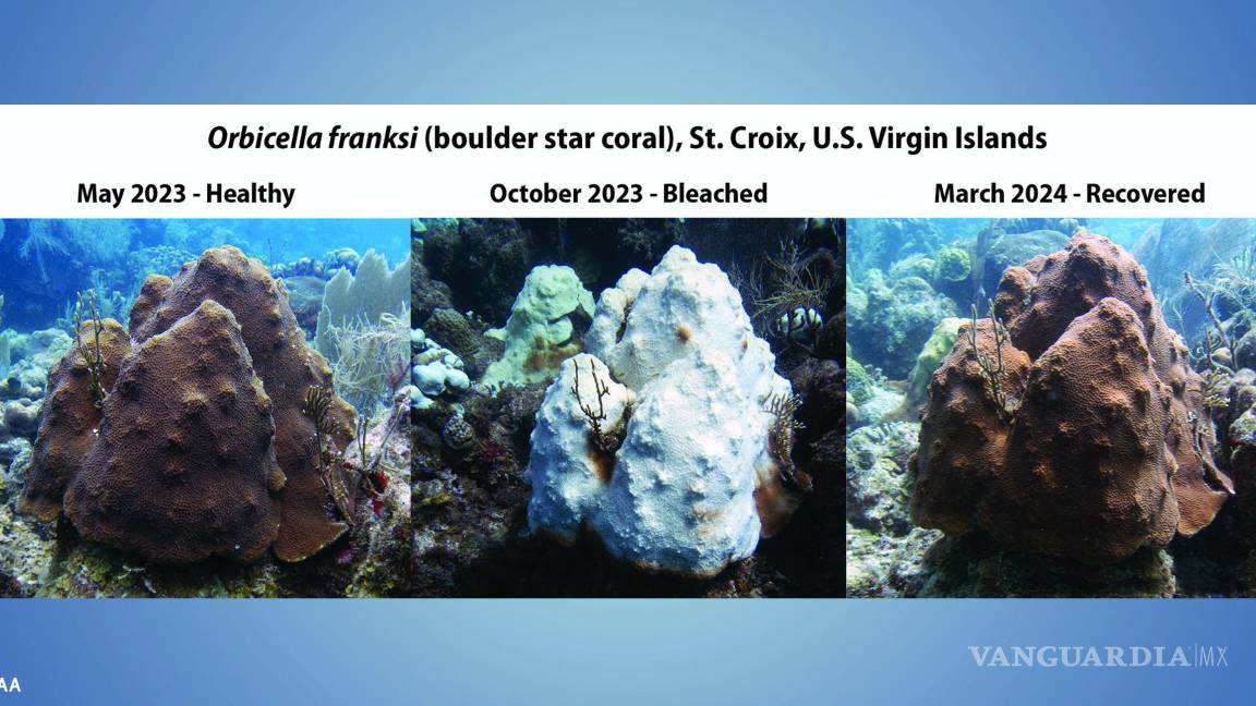 $!Un coral estrella de roca en St. Croix, Islas Vírgenes Estadounidenses, pasó de saludable en mayo de 2023 a blanqueado en octubre de 2023) y se recuperó en 2024