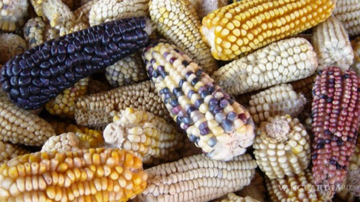 Daños irremediables si se levanta veto a maíz transgénico, alertan