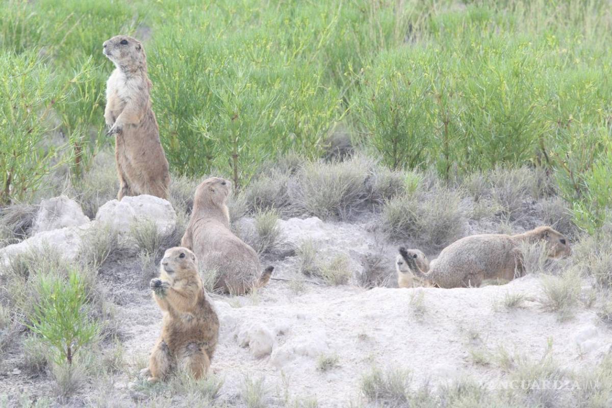 Detectan nuevas colonias de perritos de la pradera en Saltillo