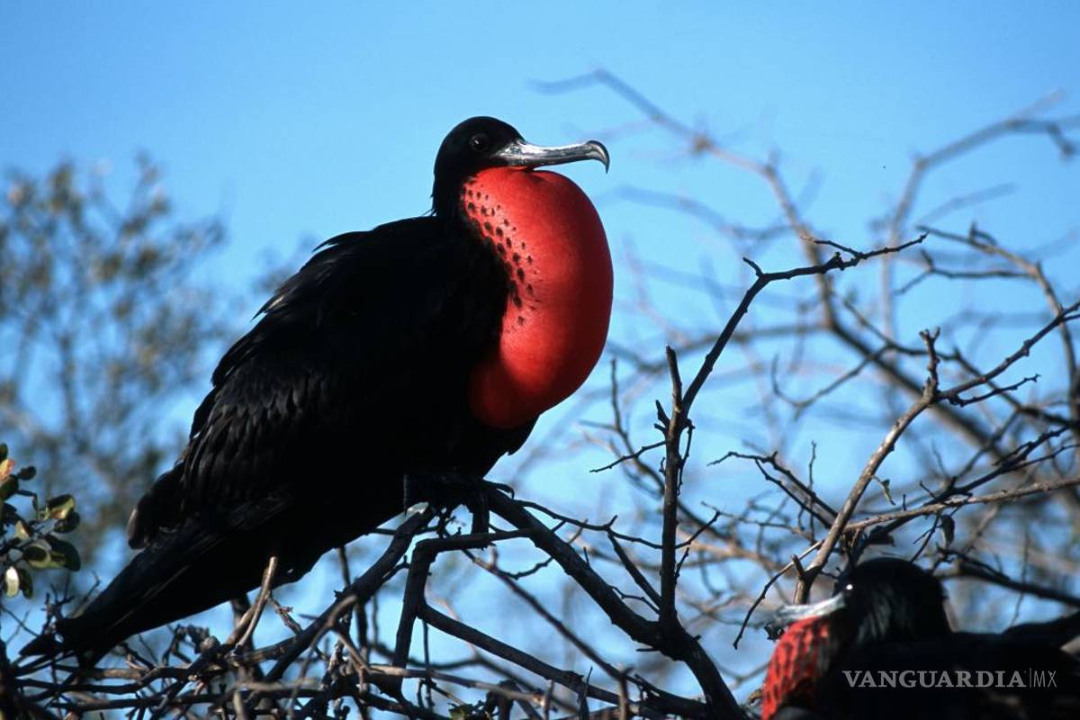 Aves fragatas de Galápagos duermen mientras vuelan