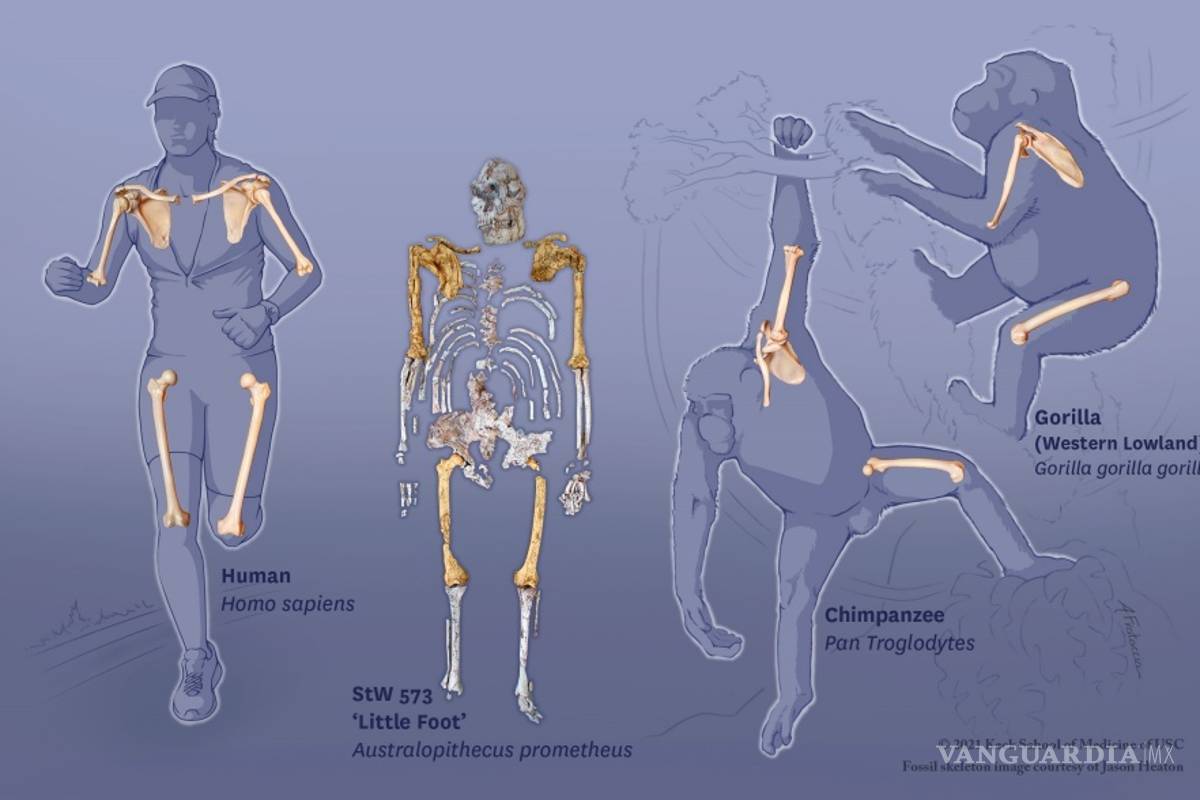 ¿Cuándo los humanos y los simios se separaron?