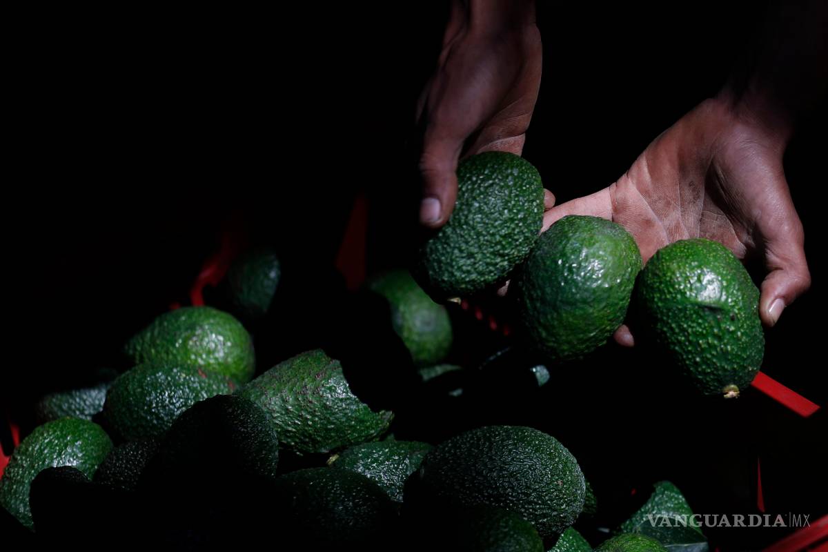 Producción de aguacates en México es un gran negocio, está amenazado por cárteles